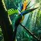 Bird of Paradise Myth Meaning & Symbolism