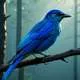 Bluebird Myth Meaning & Symbolism