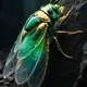 Cicada as Symbol of Rebirth Myth Meaning & Symbolism