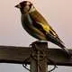 Goldfinch Myth Meaning & Symbolism
