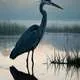 Great Blue Heron Myth Meaning & Symbolism