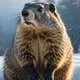 Groundhog as Weather Prophet Myth Meaning & Symbolism