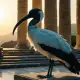 Ibis Myth Meaning & Symbolism