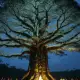 Jurema the Sacred Tree Myth Meaning & Symbolism
