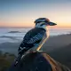 Kookaburra Myth Meaning & Symbolism