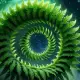 Koru Myth Meaning & Symbolism
