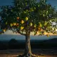 Lemon Tree Myth Meaning & Symbolism