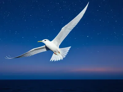 Manu-o-Kū Myth Meaning & Symbolism