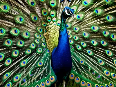 Mayura Myth Meaning & Symbolism