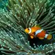 Nemo Myth Meaning & Symbolism
