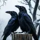 Odin's Ravens, Huginn and Muninn Myth Meaning & Symbolism