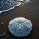 Sand Dollar Myth Meaning & Symbolism