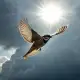 Sparrow as Divine Care Myth Meaning & Symbolism