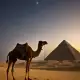 The Camel in Caravans Myth Meaning & Symbolism
