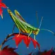 The Grasshopper in the Autumn Myth Meaning & Symbolism