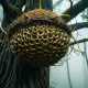 The Hornet's Nest Myth Meaning & Symbolism