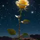 The Rose in 'Le Petit Prince' Myth Meaning & Symbolism