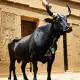 The Sacred Bull Apis of Egypti Myth Meaning & Symbolism