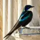 The Swallow Myth Meaning & Symbolism