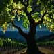 The True Vine Myth Meaning & Symbolism