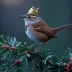 The Wren King Myth Meaning & Symbolism