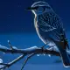 Winter Bird Myth Meaning & Symbolism