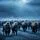 Bison Herd