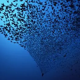 Butterfly Swarm