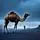Camel Hump