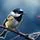 Cheerful Chickadee