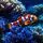Clownfish