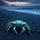Crab Shell