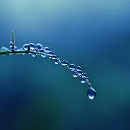 Dew Drops
