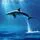 Dolphin Dance