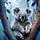 Dreamy Koala