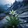 Edelweiss Peak
