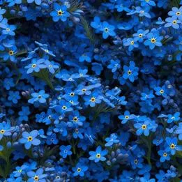 Forget-Me-Not