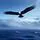 Frigate Bird