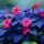 Frilly Impatiens