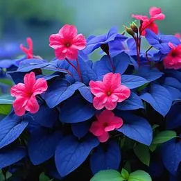 Frilly Impatiens