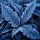 Frost on Leaves