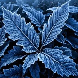 Frost on Leaves