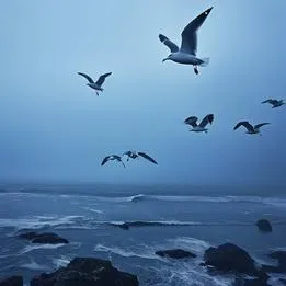 Harmony in Gulls
