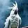 Hyperactive Cockatoo