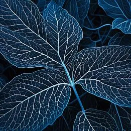 Leaf Veins