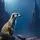 Lively Meerkat