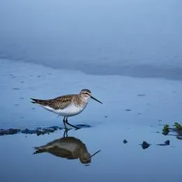 Lone Sandpiper