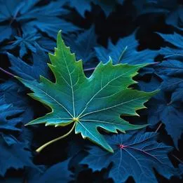 Maple Leaf