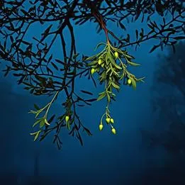 Mistletoe