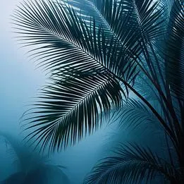 Palm Leaves